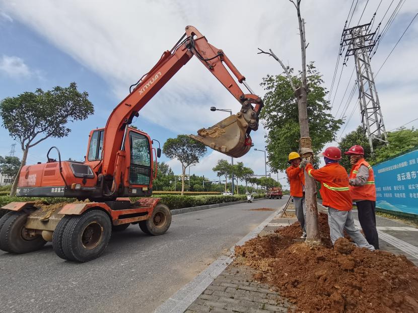 1722417955142 移植补植(05